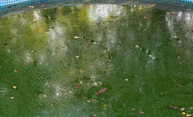 High Quality Algaecide 2 Litres Algicide algae controller remover